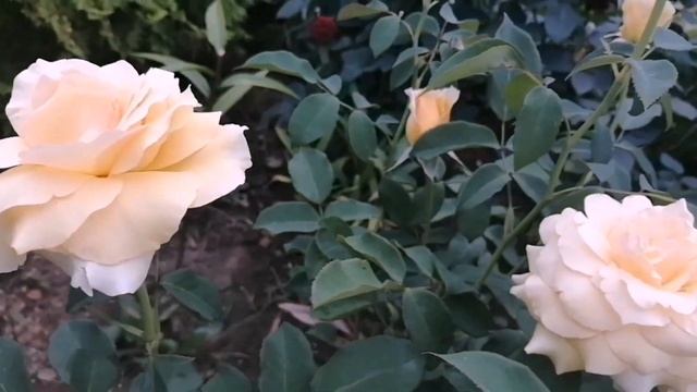 В каждой розе как и в каждой женщине есть своя изюминка. С ПРАЗДНИКОМ. ❤️❤️❤️