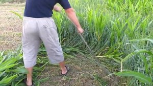 Коса с металлическим косовищем