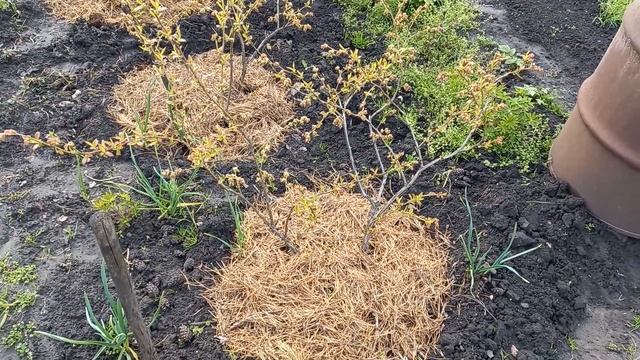 Будет ли плодоносить 1 куст голубики? смотреть онлайн