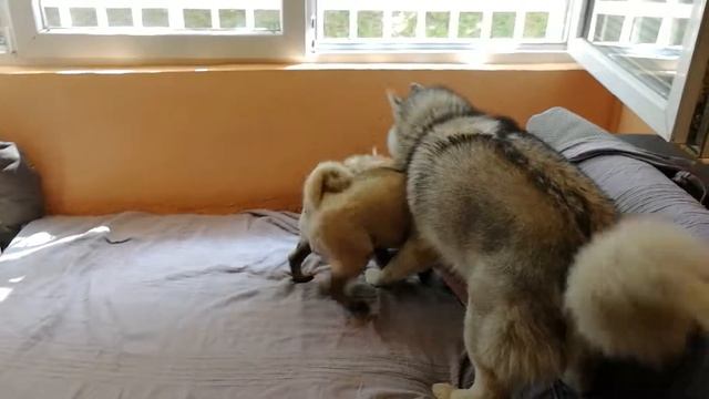 Haski vs Mops ❤️ смотреть онлайн