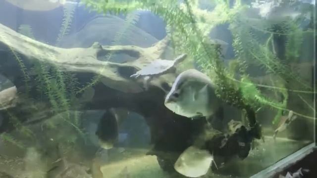 Feeding my pet Barramundi. #MonsterFishKeepers смотреть онлайн