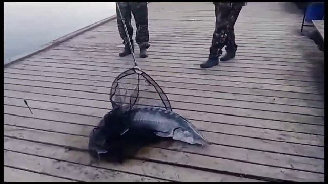 Поимка трофейной белуги и интервью смотреть онлайн