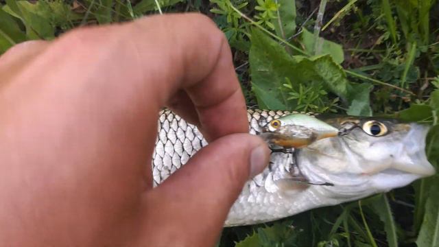 Воблер Серебряный ручей разловлен смотреть онлайн