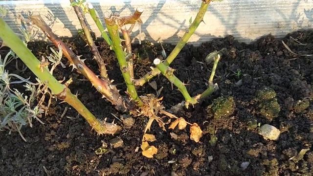 2020. Раскрытие роз 07.04. Экзотическая клумба смотреть онлайн