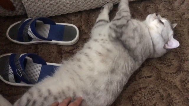 Самый Ласковый Шотландский Кот смотреть онлайн