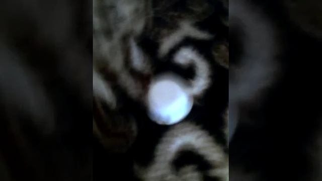 Морские ракушки смотреть онлайн