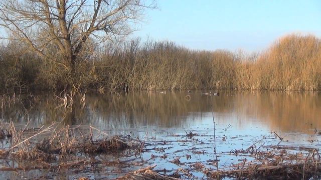 Охота с подсадными утками. Решил посетить старое место.Часть1. смотреть онлайн