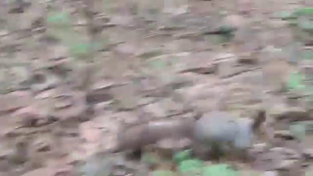 Удивительная история про белку и собаку Чару . смотреть онлайн