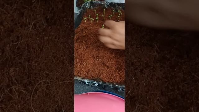 วิธีเพาะเมล็ดชวนชม(ทุกสายพันธุ์)/Growing from seeds and care of Adenium Seedlings🤗🥰🙏🏻🙏🏻 смотреть онлайн