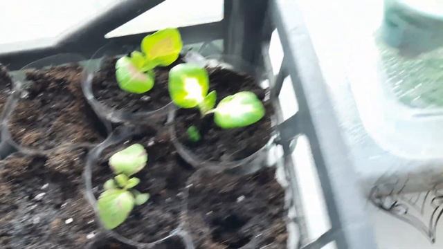 КОЛЕУСЫ ИЗ СЕМЯН В ДОМАШНИХ УСЛОВИЯХ.ПИКИРОВКА ПО ОТДЕЛЬНЫМ СТАКАНЧИКАМ. смотреть онлайн