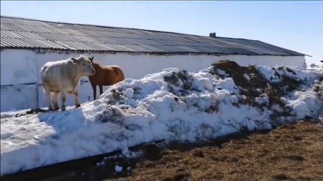 И снова Аулиекольская порода КРС смотреть онлайн