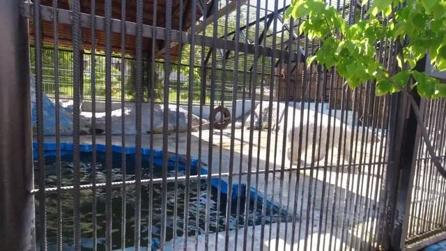 Игривая белая медведица :) / Playful polar bear смотреть онлайн