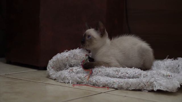 Самые милые котята, котята играют, кошки. Животные. Мимишки. Игра котят. смотреть онлайн