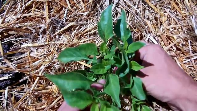 ХОЧЕШЬ МНОГО ПЕРЦА ДЕЛАЙ ТОЛЬКО ТАК! / УХОД ЗА ПЕРЦЕМ В ОТКРЫТОМ ГРУНТЕ ФОРМИРОВКА ПОДКОРМКИ ПОЛИВ смотреть онлайн