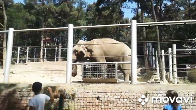 Гуляем зоопарке Грузия Тбилиси смотреть онлайн