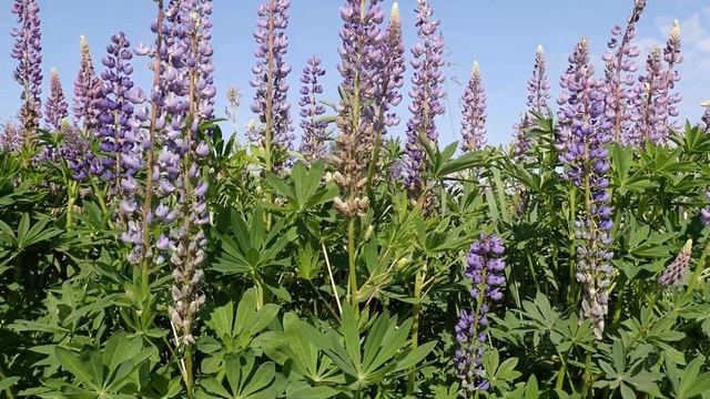 ЛЮПИНЫ на даче. Вот такие люпины уже растут у нас на даче 15 лет. смотреть онлайн