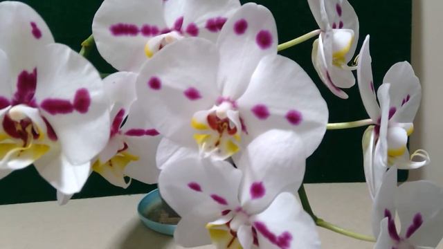 Phalaenopsis 'Nancys Spots' Blue ribbon at the Buffalo show! смотреть онлайн