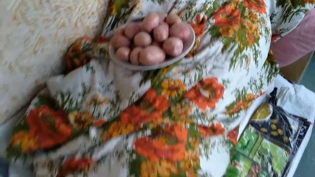 Какую картошку выбрать и купить на зиму ? Славянка, Беллароза, Пикассо, Коломбо смотреть онлайн