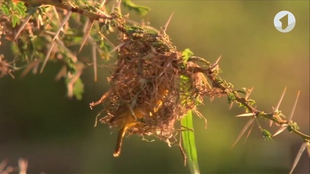 Что? Откуда? Почему? О флагах, необычных «домах» и певце Børns – 21/08/23 смотреть онлайн