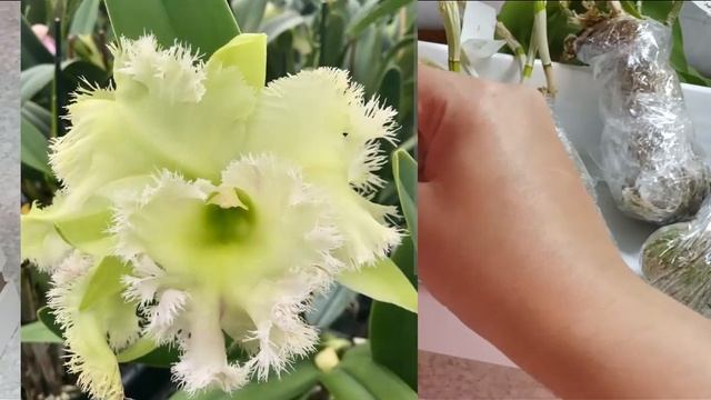 Как я собирала посылку ? для Лены. смотреть онлайн