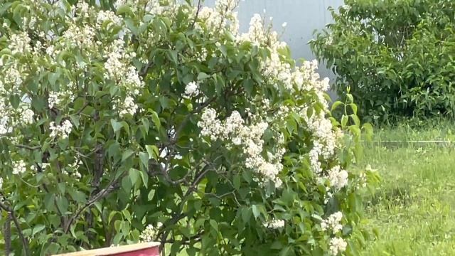 Дрозды и рецепт масла из сирени! смотреть онлайн