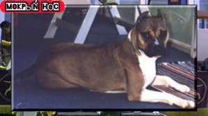 ВСЕ окрасы АМСТАФФА в одном видео! Американский стаффордширский терьер.