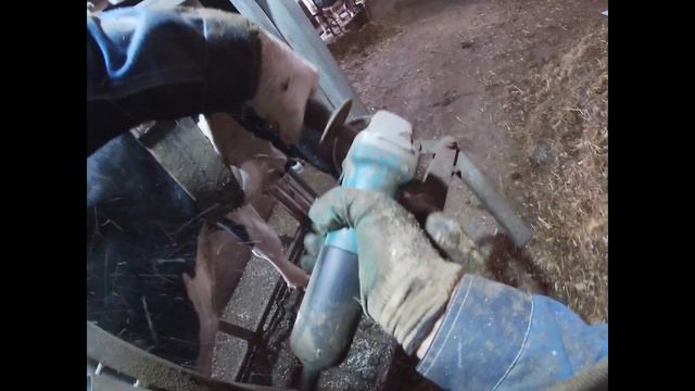 Неправильная постановка конечностей КРС смотреть онлайн