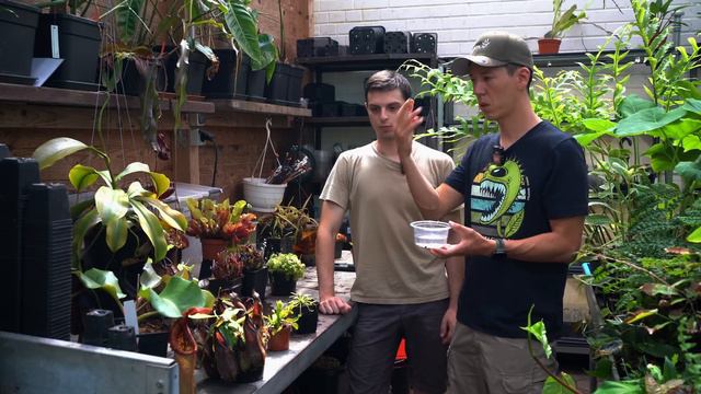 Fleischfressende Pflanze pflegen und füttern - so klappt es garantiert! смотреть онлайн