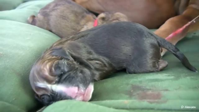 Amazin Dogs Birth смотреть онлайн