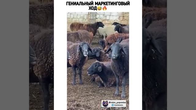 жвачка.mp4 смотреть онлайн