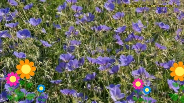 Герань гибридная Орион. Краткий обзор, описание характеристик geranium x hybridum Orion смотреть онлайн