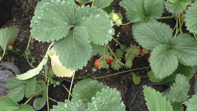 галя чив поздний сорт клубники. смотреть онлайн