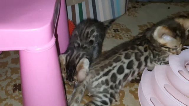 Малыши котики играют с любимой игрушкой. Бенгальские котята. смотреть онлайн