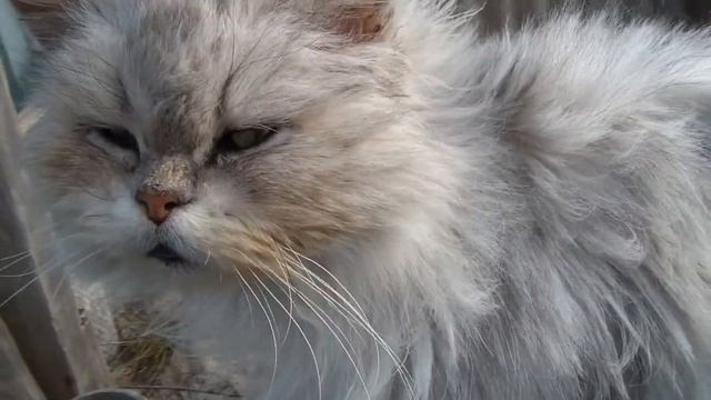 Test Samsung HMX-H204BP смотреть онлайн