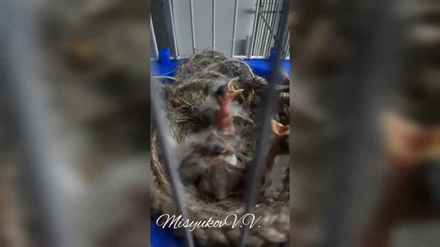 Птенцы мексиканской чечевицы