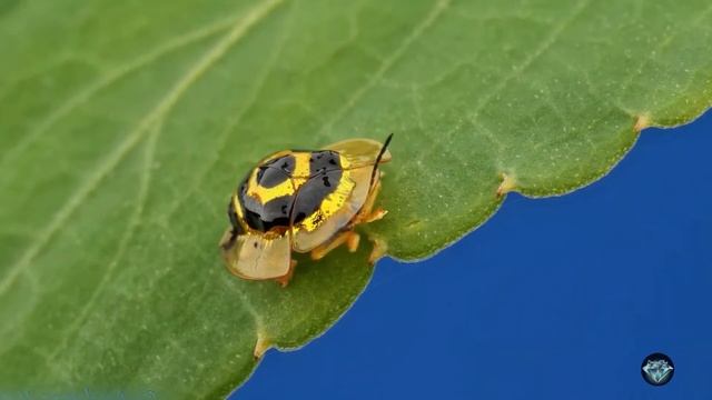 Летающая Золотая Черепаха. Жук, который раскрывает панцирь для полета и меняет цвет по желанию смотреть онлайн