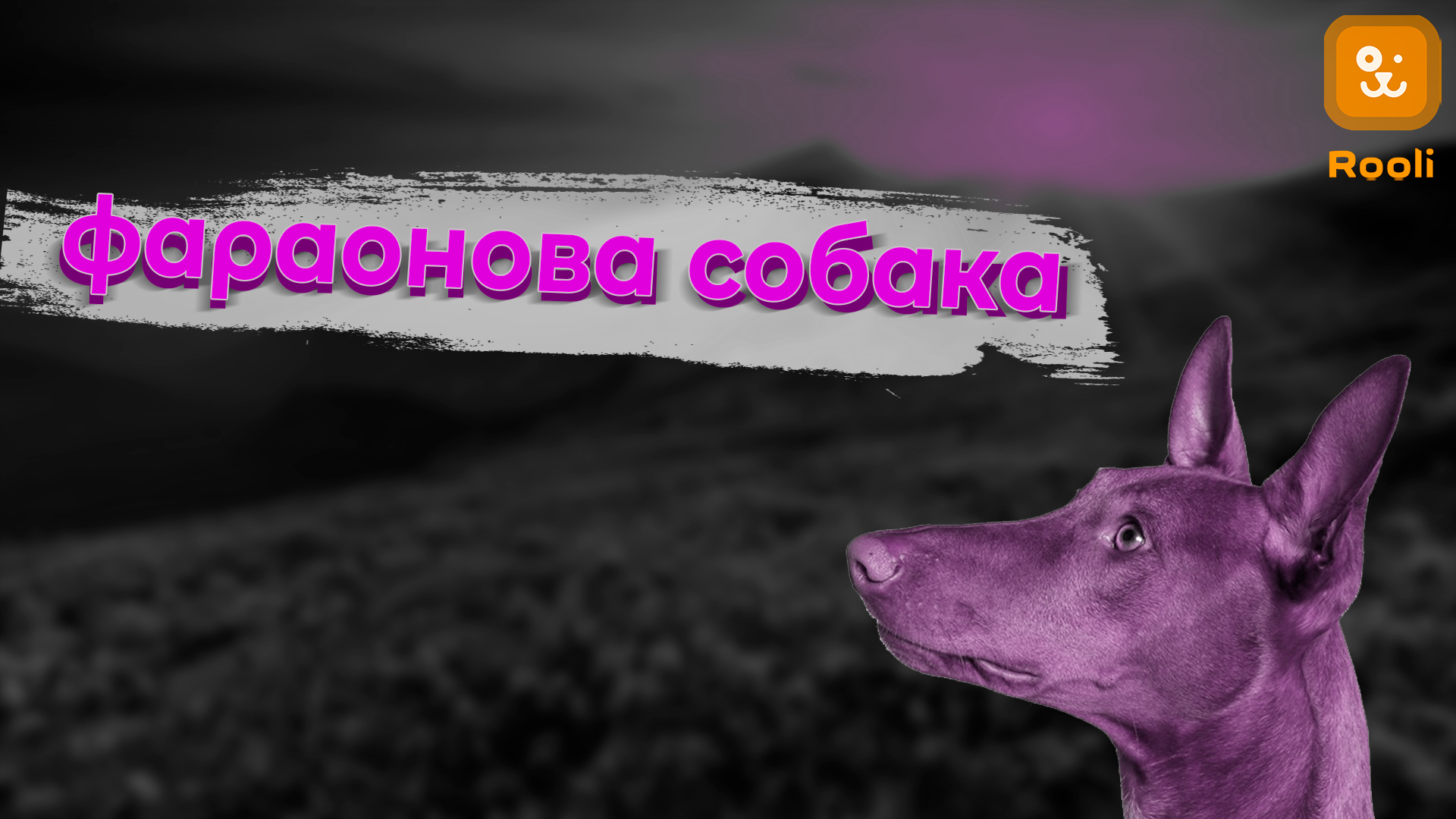 Фараонова собака: порода, особенности истории, которых привозили в подарок фараонам смотреть онлайн