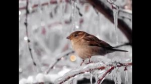 Яшин Покормите птиц зимой (читает Артем Калачев)