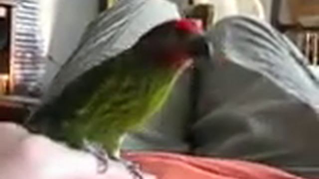 Noodle, A Goldies Lorikeet