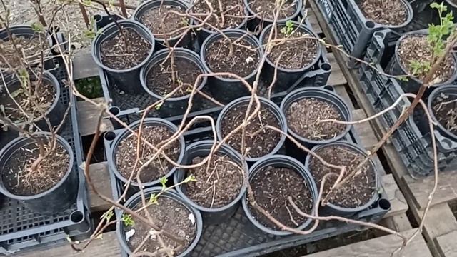 МАЛИНА ВАСЕНА, ХИМБО ТОМ, АННА...ЗИМОВАВШАЯ В ГОРШКАХ // ВАЦАП ДЛЯ ЗАКАЗА 8-915-245-81-59 ПИСЬМЕННО смотреть онлайн