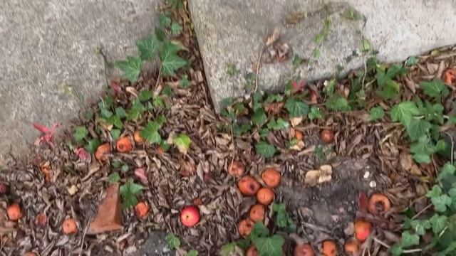 Хочу купить заброшенный дом на юге и переехать из города ))) смотреть онлайн