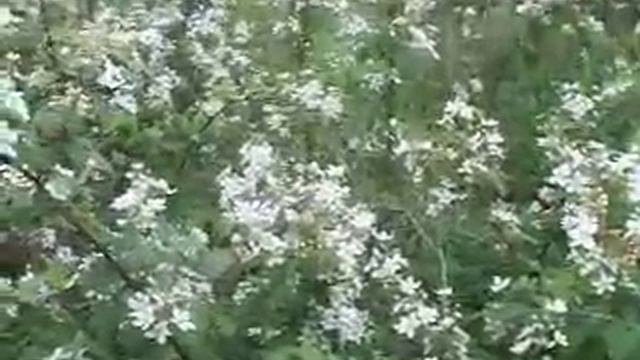 Wild Edibles : Wild Blackberries - Part 1 смотреть онлайн