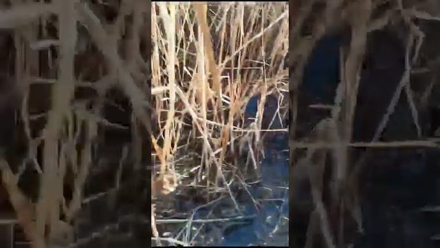 МАССОВЫЙ МОР РЫБЫ ВО МНОГИХ ВОДОЁМАХ КАЗАХСТАНА! смотреть онлайн