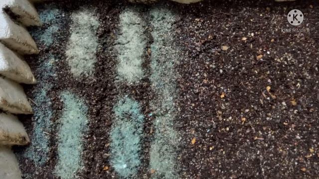 सर्दी के फूलों के बीज कैसे लगाएं/How To Grow Winter Flower Seeds/Tips&Tricks/Titbits of life/10Nov2 смотреть онлайн