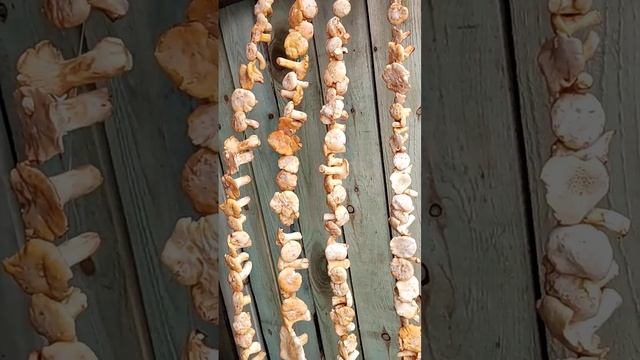 сушим грибы #drying mushrooms #заготовки на зиму #грибы лисички #грибочки смотреть онлайн