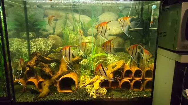 Pterophyllum scalare "Manacapuru". Скалярия Манакапуру смотреть онлайн