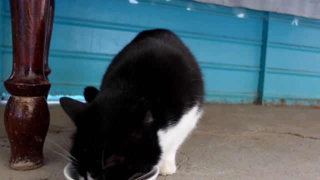 5 Чудесных кошек, которые были спасенные с улицы смотреть онлайн