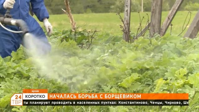 Началась борьба с борщевиком