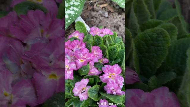 Махровые примулы Пинк Стар и Блю Айс смотреть онлайн