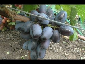 Сорта винограда 2020. Кишмиш Сказка - неожиданный результат!